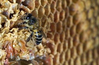 Honey bees (Apis mellifera) on a honeycomb with uncapped and uncapped cells in the hive, Belgium,