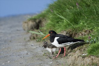 Australian eurasian oystercatcher (Haematopus ostralegus), Red Oystercatcher with chicks on the