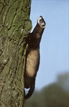 European polecat (Mustela putorius) climbing tree in forest