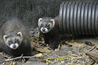 European polecats (Mustela putorius) emerging from discharge pipe, UK