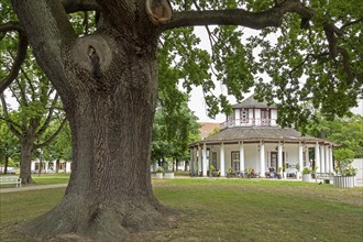 Tree, White Pavilion, Bad Doberan, Mecklenburg-Western Pomerania, Germany, Europe