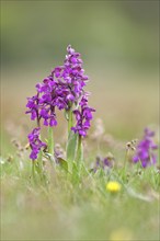 Green-winged orchid (Anacamptis morio), flowers in a rough pasture, Hesse, Germany, Europe