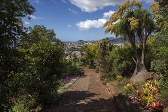 Plants in the botanical garden in Funchal, on the right mighty elephant foot (Beaucarnea