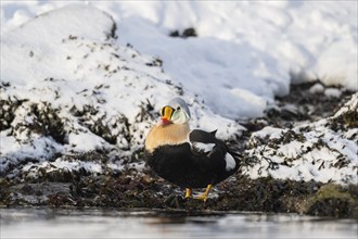 King eider (Somateria spectabilis), male on a snowy shore, Batsfjord, Båtsfjord, Varanger