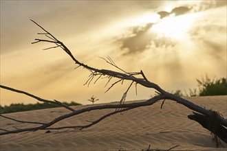 Beach "Platja del Fangar", Vegetation, nature reserve, ebro delta, Catalonia, Spain, Europe