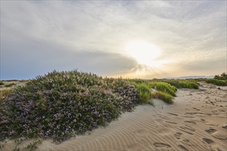 Beach "Platja del Fangar", Vegetation, nature reserve, ebro delta, Catalonia, Spain, Europe