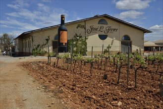 Grapevines in front of the building the Bodega José L. Ferrer, Binissalem, Majorca, Balearic