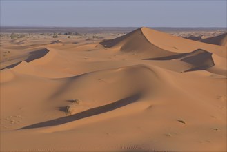 Dunes in the morning light, Great Sand Sea, Sahara, Meknès-Tafilalet region, Morocco, Africa