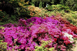 Rhododendron Park Dresden Wachwitz