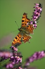 Comma (Polygonia c-album) Lower Saxony (Comma c-album), White C, Germany, Europe