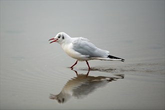 Black-headed Gull (Larus ridibundus), Northumberland national park, England, side