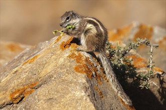 Barbary ground squirrel (Atlantoxerus getulus), chipmunk, Atlantic squirrel, ground squirrel,