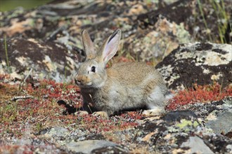 Wild rabbit, Oryctolagus cuniculus, Spain, Europe