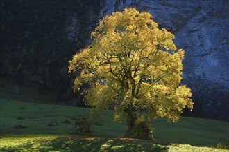 Mountain maple, Acer pseudoplatanus, Switzerland, Europe