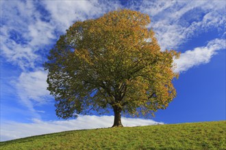 Lime tree, Emmental, Bern, Switzerland, Europe