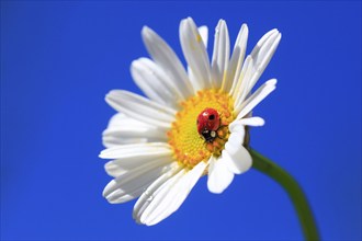 Seven-spott ladybird in a meadow daisy ( ( Coccinella septempunctata) Chrysanthemum leucanthemum,