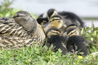 Mallards (Anas platyrhynchos), female with ducklings