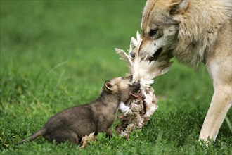 Wolf feeding cub (Canis lupus)