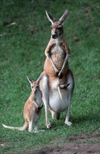 Red kangaroos, Female with young, Red (Macropus rufus) giant kangaroo