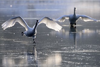 Mute Swans (Cygnus olor), pair, Germany, Europe