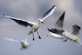 Black headed gulls in winter plumage, plain plumage, Black-headed Black-headed Gull (Larus