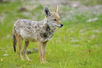 Golden jackal (Canis aureus), Jackal