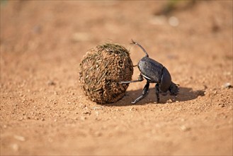 Dung beetle rolling ball of elephant dung, Madkiwe national park, South Africa (Pachylomeras