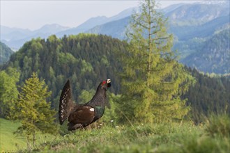 Western capercaillie (Tetrao urogallus) courting, Kalkalpen National Park, Upper Austria, Austria,