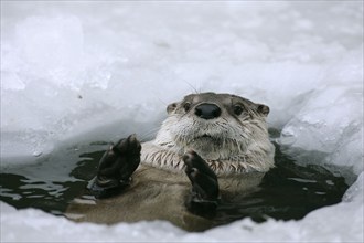 Canadian otter looking out of ice hole (Lutra canadensis)