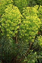 Palisade spurge milk (Euphorbia characias ssp. wulfenii) , Palisade spurge milk