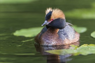 Horned Grebe (Podiceps auritus) swims in water, Västergotland, Sweden, Europe