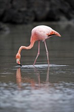 American Flamingo (Phoenicopterus ruber ruber), Galapagos Islands, Ecuador, South America