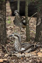 Bush stone-curlews (Burhinus grallarius), pair, Australia, Oceania