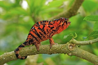 Panther Chameleon (Furcifer pardalis), male, Madagascar (Chamaeleo pardalis), side