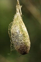 Comet Silk Moth, chrysalis, cocoon, Madagascar (Argema mittrei)