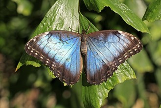 Morpho peleides blue morpho (Morpho peleides)