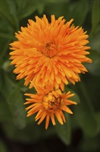 Garden Marigold, Common Marigold (Calendula officinalis)