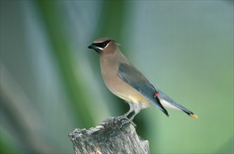 Cedar Waxwing (Bombycilla cedrorum), Sonora desert, Arizona, USA, side, North America