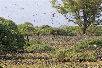 Sooty Terns, Bird Island, Seychelles (Sterna fuscata)