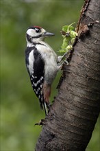 Young Great Spotted Woodpecker with hazelnut, woodpeckers, lateral, side, Germany, Europe