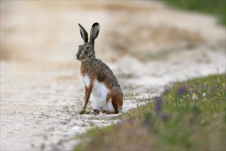 Granada hare (Lepus granatensis), Portugal, Europe