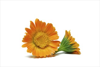 Garden Marigold (Calendula officinalis)