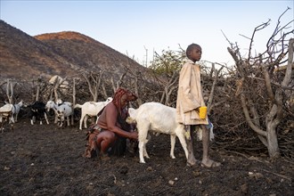 Himba woman with child milking a goat, traditional Himba village, Kaokoveld, Kunene, Namibia,