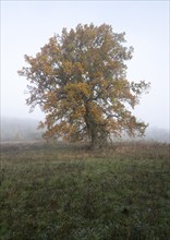 English oak (Quercus robur), solitary tree in a meadow, with yellow leaves in autumn, fog,