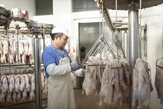 Production of salted ducks factory Nan Jing Ying Tao Yo Co. Ltd., for consumption in restaurants