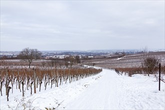 Snow-covered vineyards under a grey sky with a view into the distance, Southern Palatinate,