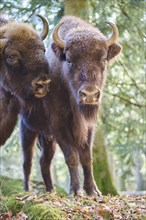 European bison (Bison bonasus) in a forest in spring, Bavarian Forest, Germany, Europe