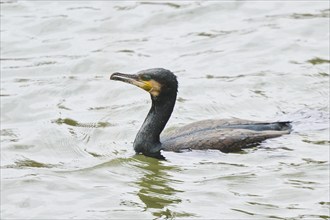 Great cormorant (Phalacrocorax carbo) swimming on a lake, Bavaria, Germany, Europe