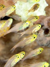 A school of small fish with striking yellow eyes, Pigmy sweeper (Parapriacanthus ransonneti), in