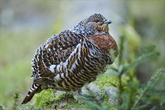 Western capercaillie (Tetrao urogallus) female (hen) standing on the ground at the edge of a foest,